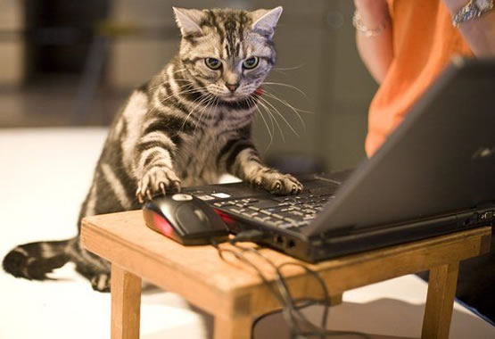 Test image involving a cat